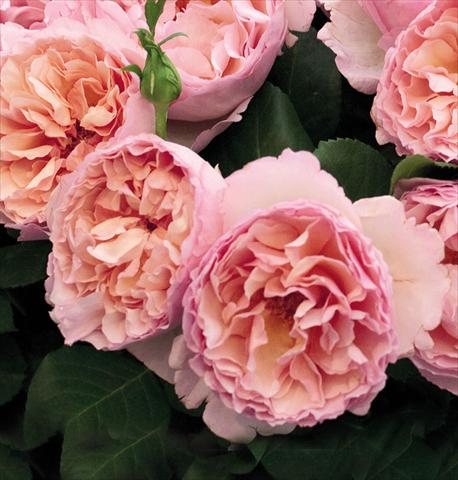 Foto de variedad de flores para ser usadas como: Maceta y planta de temporada Rosa floribunda Princesse Charlene de Monaco