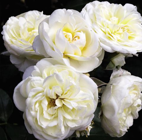 Foto de variedad de flores para ser usadas como: Maceta y planta de temporada Rosa floribunda Lady Romantica