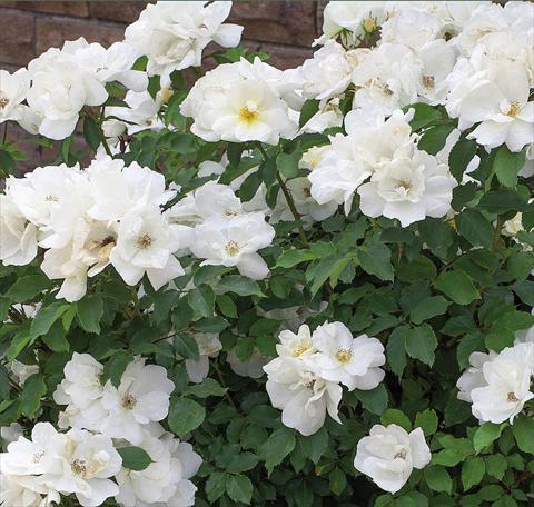 Foto de variedad de flores para ser usadas como: Maceta y planta de temporada Rosa paesaggistica White Knock Out®