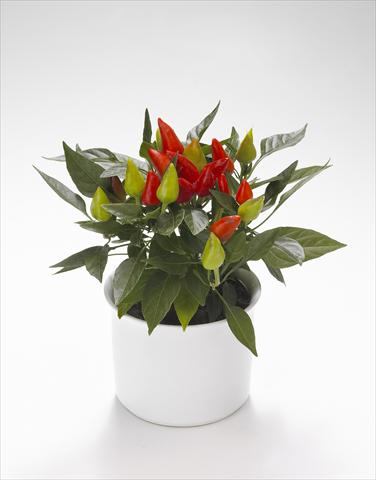 Foto de variedad de flores para ser usadas como: Tarrina de colgar / Maceta Capsicum annuum Calypso Red