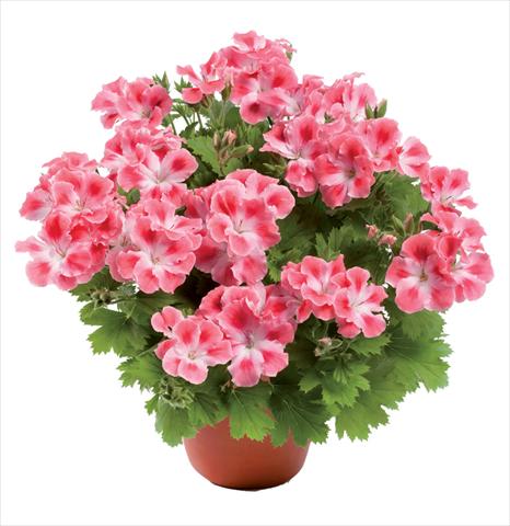 Foto de variedad de flores para ser usadas como: Maceta Pelargonium grandiflorum pac® Candy Flowers Pink Cloud