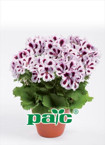 Foto de variedad de flores para ser usadas como: Maceta Pelargonium grandiflorum pac® Aristo Purple Stripes