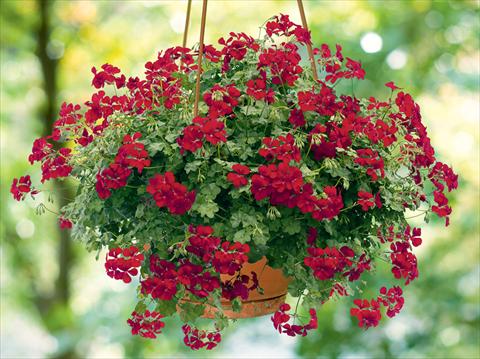 Foto de variedad de flores para ser usadas como: Tarrina de colgar / Maceta Pelargonium peltatum pac® Happy Face Dark Red