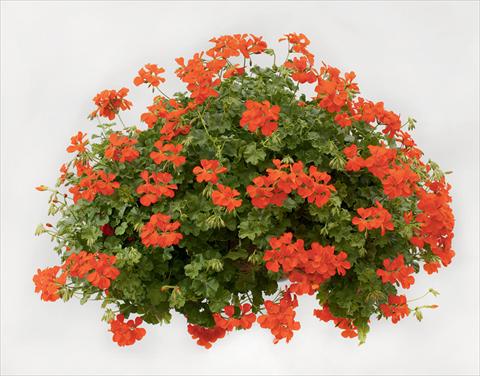 Foto de variedad de flores para ser usadas como: Tarrina de colgar / Maceta Pelargonium peltatum pac® Happy Face Orange