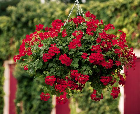 Foto de variedad de flores para ser usadas como: Tarrina de colgar / Maceta Pelargonium peltatum pac® Happy Face Red