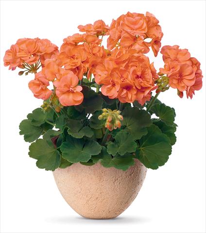 Foto de variedad de flores para ser usadas como: Maceta Pelargonium zonale pac® Stefanie