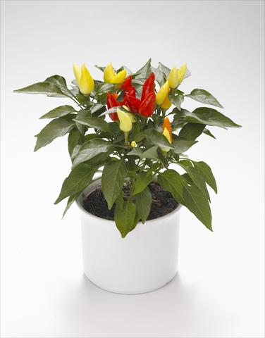 Foto de variedad de flores para ser usadas como: Tarrina de colgar / Maceta Capsicum annuum Calypso Yellow-Red