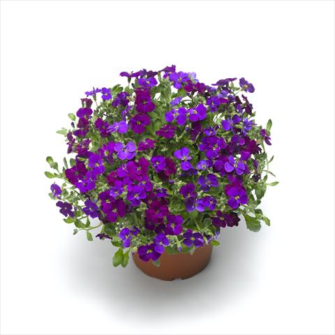 Foto de variedad de flores para ser usadas como: Maceta Aubrieta hybrida Audrey Deep Purple Compact