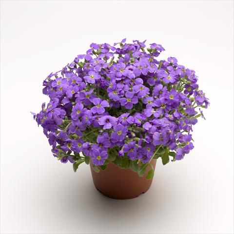 Foto de variedad de flores para ser usadas como: Maceta Aubrieta hybrida Audrey Light Blue