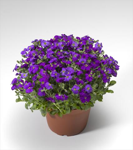 Foto de variedad de flores para ser usadas como: Maceta Aubrieta hybrida Audrey Deep Blue Shades
