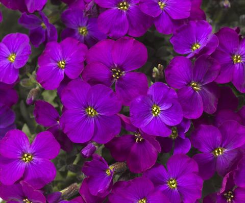 Foto de variedad de flores para ser usadas como: Maceta Aubrieta hybrida Audrey Purple Shades