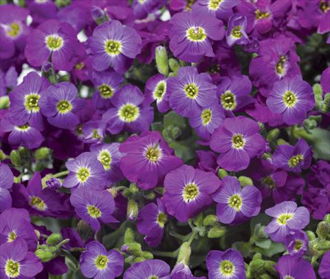 Foto de variedad de flores para ser usadas como: Maceta y planta de temporada Aubrieta hybrida Axcent Violet with Eye Improved