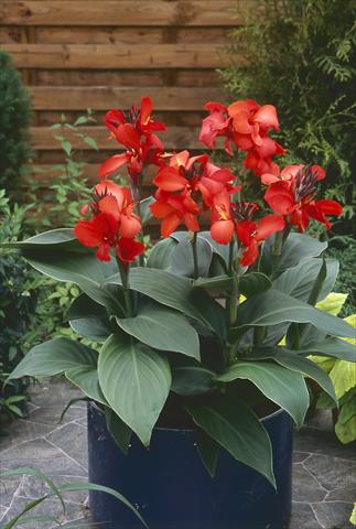 Foto de variedad de flores para ser usadas como: Maceta Canna hybrida Cannova Red Shades