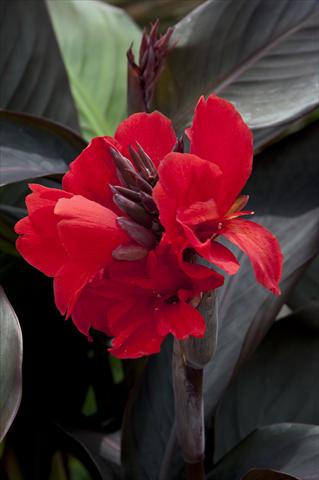 Foto de variedad de flores para ser usadas como: Maceta Canna hybrida Cannova Scarlet Bronze Leaf