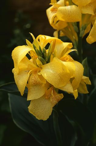 Foto de variedad de flores para ser usadas como: Maceta Canna hybrida Cannova Yellow L