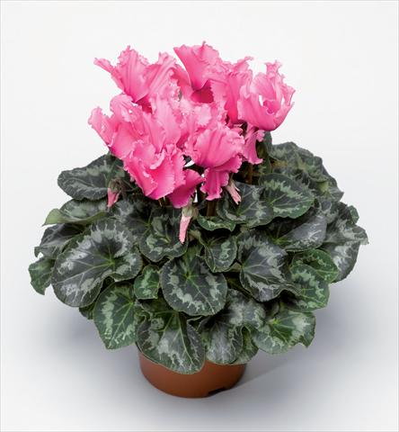 Foto de variedad de flores para ser usadas como: Maceta Cyclamen persicum Friller Pink F1
