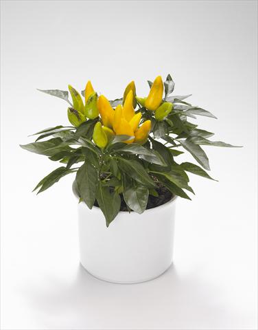 Foto de variedad de flores para ser usadas como: Tarrina de colgar / Maceta Capsicum annuum Calypso Yellow
