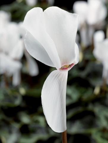 Foto de variedad de flores para ser usadas como: Maceta Cyclamen persicum Perfetto Pure White F1
