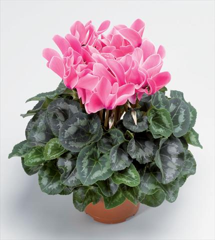 Foto de variedad de flores para ser usadas como: Maceta Cyclamen persicum Perfetto Rose Flame