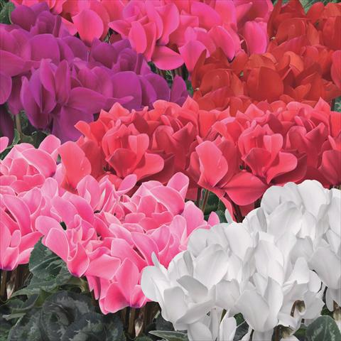 Foto de variedad de flores para ser usadas como: Maceta Cyclamen persicum Perfetto Synchro Mix F1