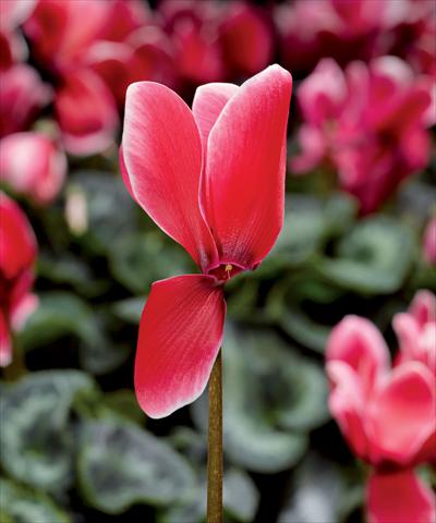 Foto de variedad de flores para ser usadas como: Maceta Cyclamen persicum Snowridge Maxi Scarlet