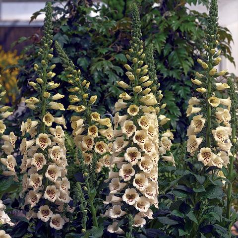 Foto de variedad de flores para ser usadas como: Maceta y planta de temporada Digitalis purpurea Virtuoso Cream