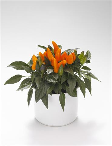 Foto de variedad de flores para ser usadas como: Tarrina de colgar / Maceta Capsicum annuum Favorit Orange