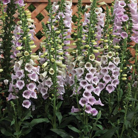 Foto de variedad de flores para ser usadas como: Maceta y planta de temporada Digitalis purpurea Virtuoso Lavender