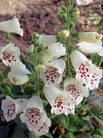 Foto de variedad de flores para ser usadas como: Maceta Digitalis purpurea Virtuoso White