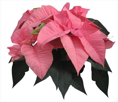 Foto de variedad de flores para ser usadas como: Maceta Poinsettia - Euphorbia pulcherrima Titan Pink