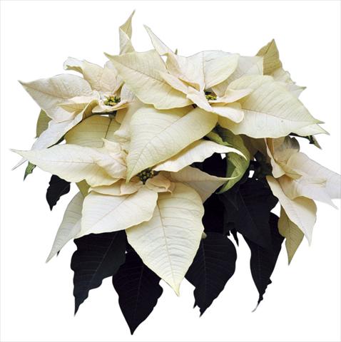 Foto de variedad de flores para ser usadas como: Maceta Poinsettia - Euphorbia pulcherrima Titan White