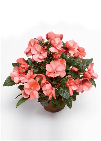 Foto de variedad de flores para ser usadas como: Maceta y planta de temporada Impatiens hawkerii Florific Sweet Orange