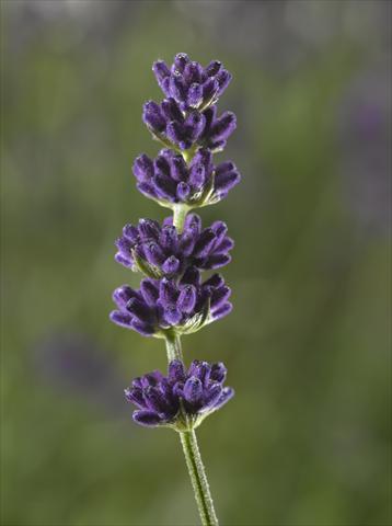 Foto de variedad de flores para ser usadas como: Maceta y planta de temporada Lavandula angustifolia Aromatico Blue Compact