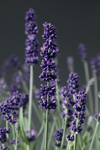 Foto de variedad de flores para ser usadas como: Maceta y planta de temporada Lavandula angustifolia Aromatico Blue Lablusa