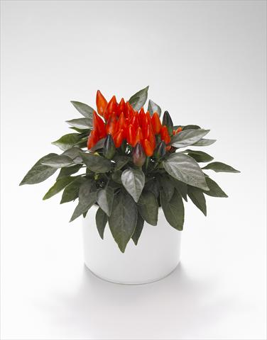 Foto de variedad de flores para ser usadas como: Tarrina de colgar / Maceta Capsicum annuum Favorit Red