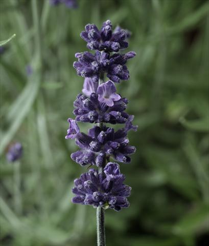 Foto de variedad de flores para ser usadas como: Maceta y planta de temporada Lavandula angustifolia Aromatico Early Blu