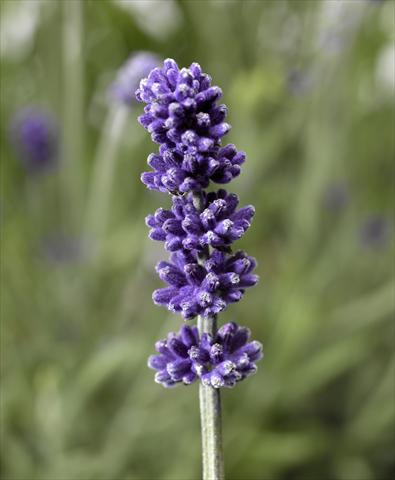 Foto de variedad de flores para ser usadas como: Maceta y planta de temporada Lavandula angustifolia Aromatico Forte