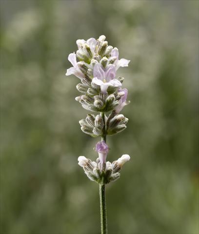 Foto de variedad de flores para ser usadas como: Maceta y planta de temporada Lavandula angustifolia Aromatico Silver
