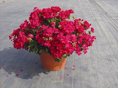 Foto de variedad de flores para ser usadas como: Maceta Pelargonium interspec. Calliope Hot Rose 01