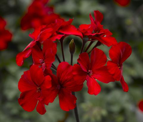 Foto de variedad de flores para ser usadas como: Maceta Pelargonium interspec. Dark Caliente Fire