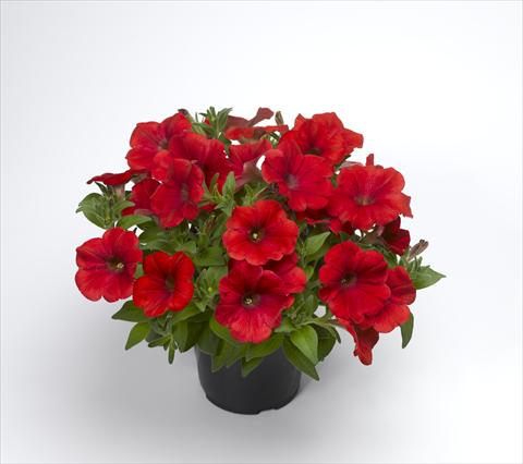 Foto de variedad de flores para ser usadas como: Maceta y planta de temporada Petunia hybrida Sanguna Patio Red