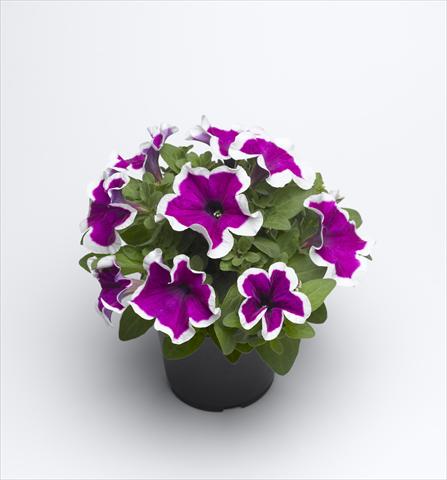 Foto de variedad de flores para ser usadas como: Maceta y planta de temporada Petunia hybrida Sanguna Purple Picotee