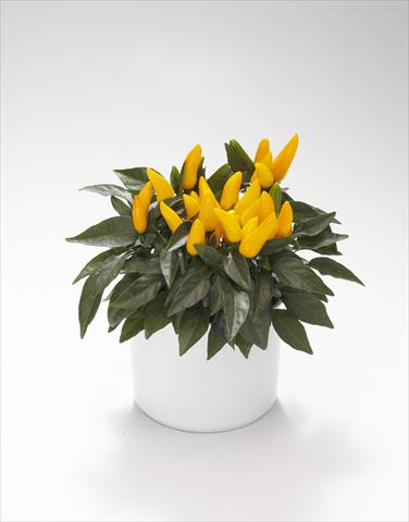Foto de variedad de flores para ser usadas como: Tarrina de colgar / Maceta Capsicum annuum Favorit Yellow