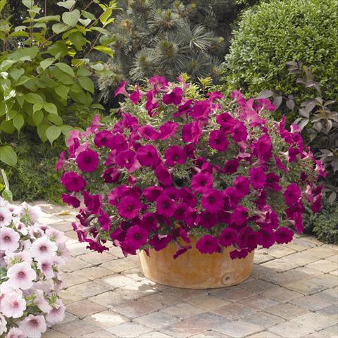 Foto de variedad de flores para ser usadas como: Maceta y planta de temporada Petunia hybrida Sanguna Purple
