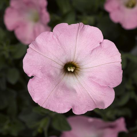 Foto de variedad de flores para ser usadas como: Maceta y planta de temporada Petunia hybrida Sanguna Sweet Pink