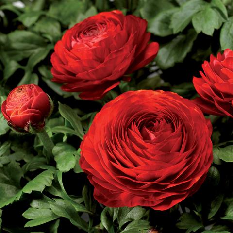 Foto de variedad de flores para ser usadas como: Maceta Ranunculus asiaticus Magic Red Improved