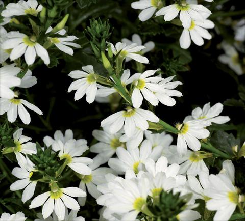 Foto de variedad de flores para ser usadas como: Maceta Scaevola aemula Bombay Early Compact White