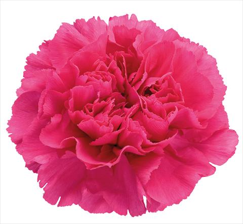 photo of flower to be used as: Cutflower Dianthus caryophyllus Mandalay