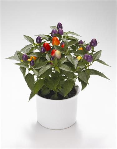 Foto de variedad de flores para ser usadas como: Tarrina de colgar / Maceta Capsicum annuum Festival Bicolor