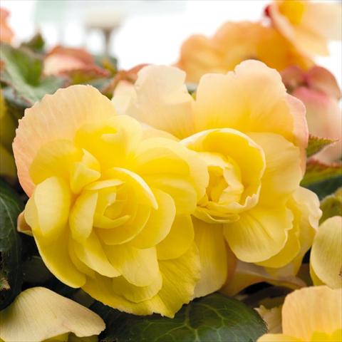 Foto de variedad de flores para ser usadas como: Maceta y planta de temporada Begonia tuberhybrida Illumination® Lemon F1